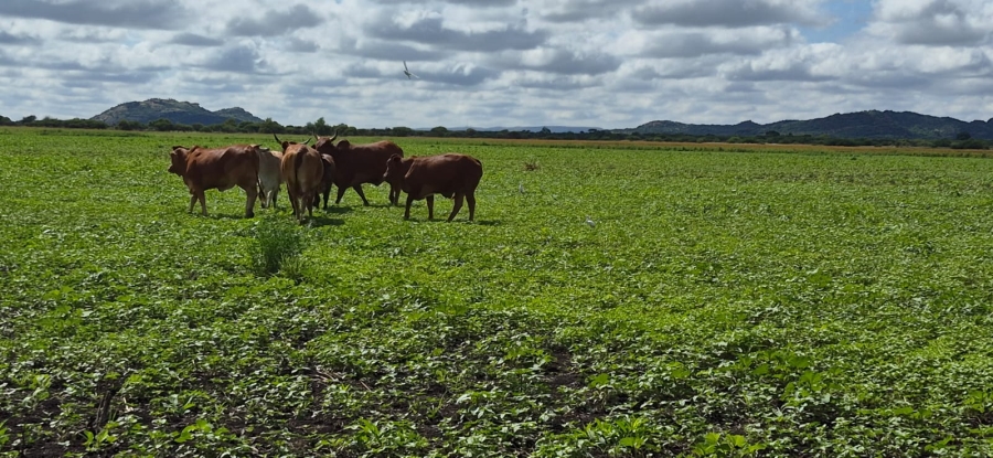 0 Bedroom Property for Sale in Brits Rural North West